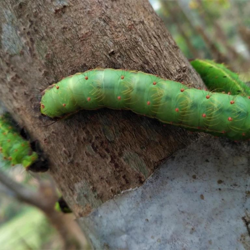 Muga Silkworm Culture